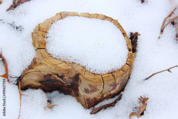 Obraz stump with snow