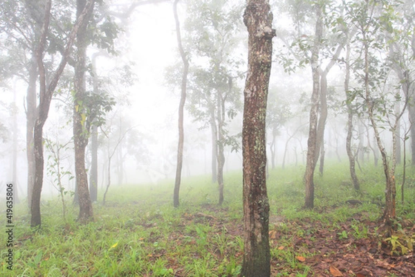 Obraz Krachiew flowers on a foggy day in Pa Hin Ngam National Park in Thailand