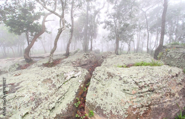 Obraz Krachiew flowers on a foggy day in Pa Hin Ngam National Park in Thailand