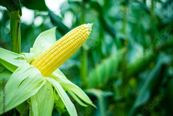Obraz Fresh yellow corn pods organic on tree are in garden. Concept of agronomy for consumption and raising animals.copy space