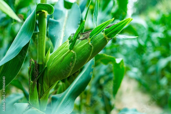 Obraz green corn pods on trees are in  plantations  of Thai gardener.Concept of crops that are rich in nutrients As a raw material for cooking