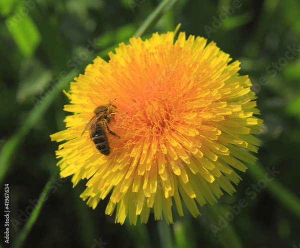 Obraz Bee on a Dandelion.