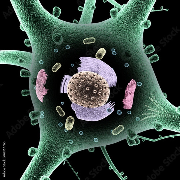 Obraz Nueron interior