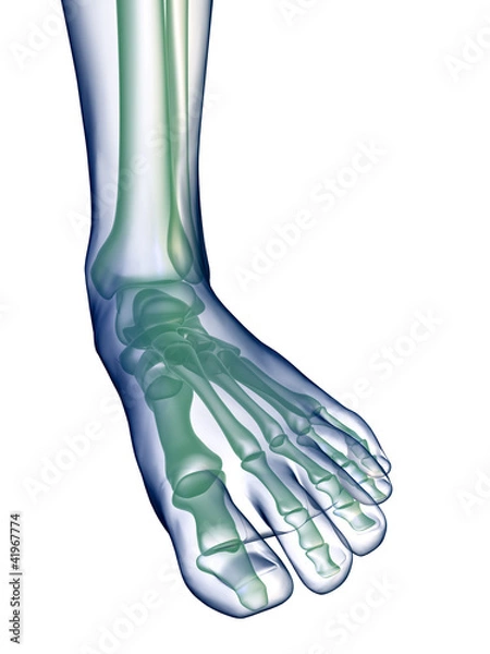 Obraz Foot x-ray on white
