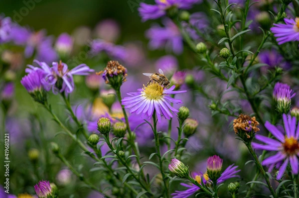 Obraz A bee on a flower. 