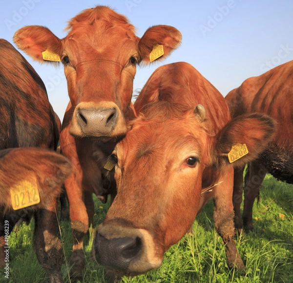 Obraz Cows grazing in the field.