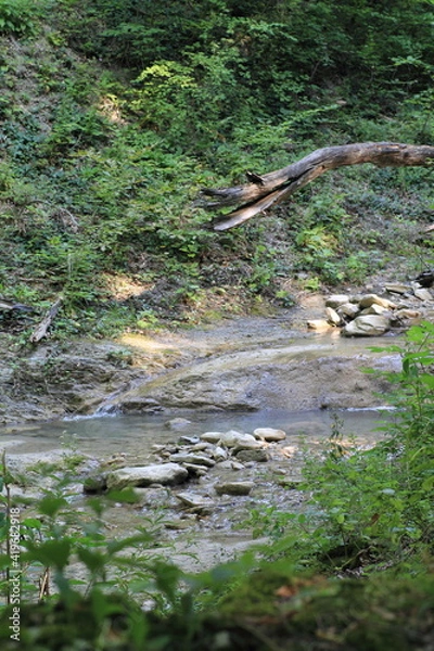 Obraz river in the forest