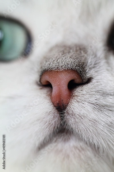 Fototapeta close up of a cat