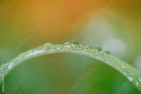 Fototapeta Raindrops on a Grass Blade 