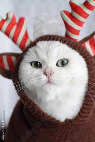 Obraz british kitten in a red hat