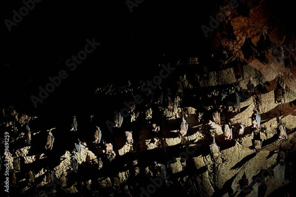 Fototapeta A flock of bats sleep on the ceiling in a cave. With a flashlight in the cave of bats