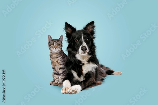 Obraz tabby cat and border collie dog