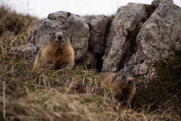 Obraz marmot in the mountains