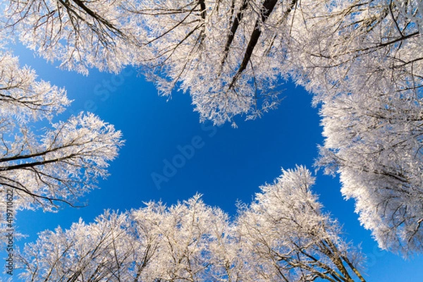 Obraz snow covered tree