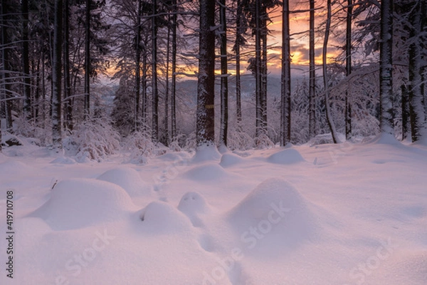 Obraz sunset in the forest