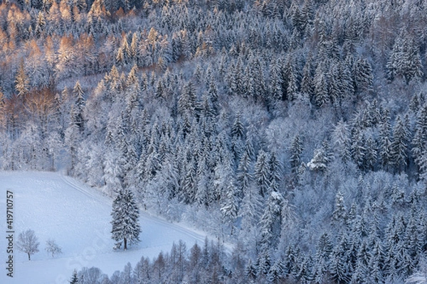 Obraz snow covered pine trees
