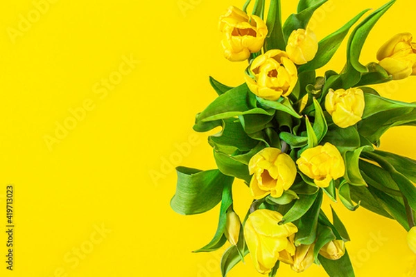 Fototapeta fresh yellow tulips with green leaves and stems on a yellow background.