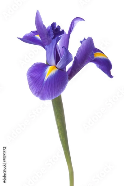 Obraz Blue Iris lub Blueflag Flower