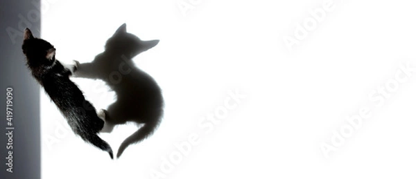 Fototapeta Defocused image of a black kitten standing and looking on his shadow, isolated on white background, top view, horizontal banner. Pets, animals, advertising concept. 
