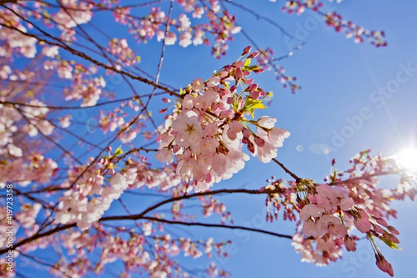 Fototapeta バンクーバー満開の桜ズームアップと青い空