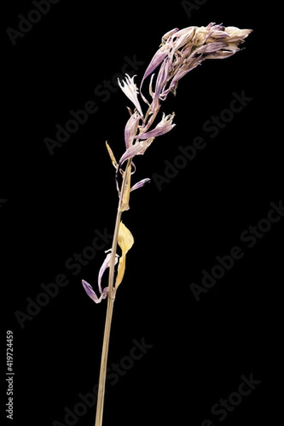 Obraz Dried dead delphinium flower isolated on black background. Sample of a flower in oriental style with pastel colors.