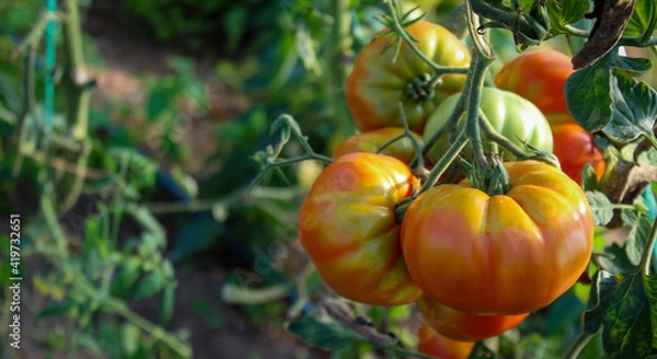 Fototapeta Banner. A group of tomatoes that started to turn red. Growing tomatoes in a greenhouse. Tomato fruits.