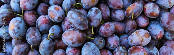 Fototapeta Banner. Ripe plums. Close up of fresh plums, top view. Macro photo food fruit plums. Texture background of fresh blue plums. Image fruit product. D'Agen French prune plum. Plums with a few leaves.