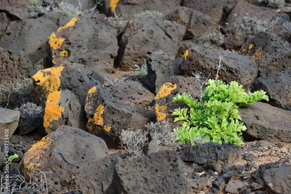 Obraz Plantas costeras