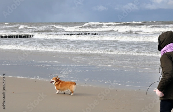 Fototapeta Spring landscape of the Baltic Sea in early March 2021. The owner walks with a Welsh Corgi dog on the beach.
