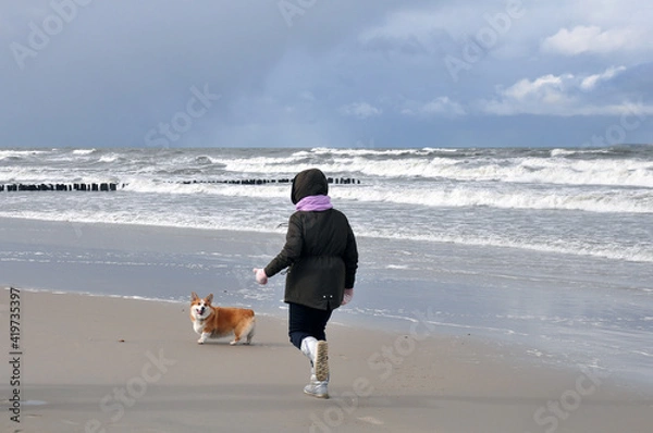 Fototapeta Spring landscape of the Baltic Sea in early March 2021. The owner walks with a Welsh Corgi dog on the beach.