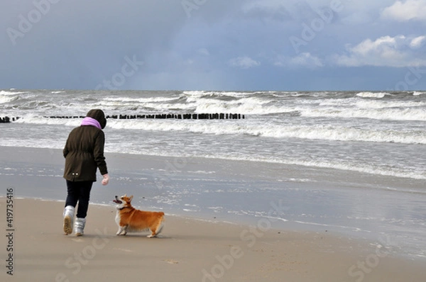 Fototapeta Spring landscape of the Baltic Sea in early March 2021. The owner walks with a Welsh Corgi dog on the beach.