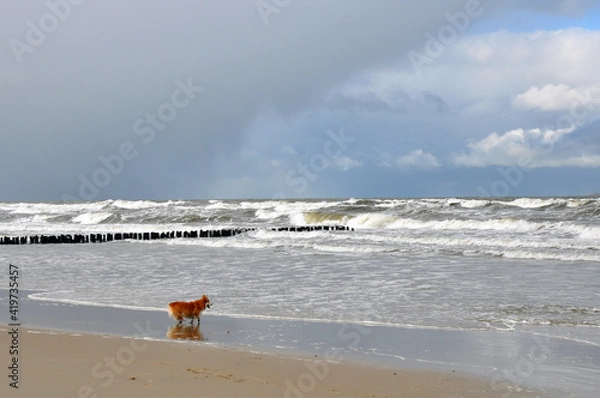 Fototapeta Spring landscape of the Baltic Sea in early March 2021. The owner walks with a Welsh Corgi dog on the beach.