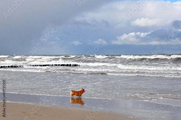 Fototapeta Spring landscape of the Baltic Sea in early March 2021. The owner walks with a Welsh Corgi dog on the beach.