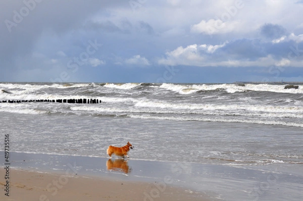 Fototapeta Spring landscape of the Baltic Sea in early March 2021. The owner walks with a Welsh Corgi dog on the beach.
