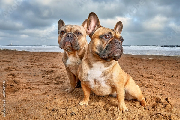 Obraz Two French Bulldogs standing on a vibrant beach looking in opposite directions.
