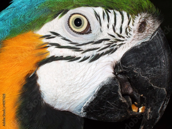 Fototapeta Parror portraid