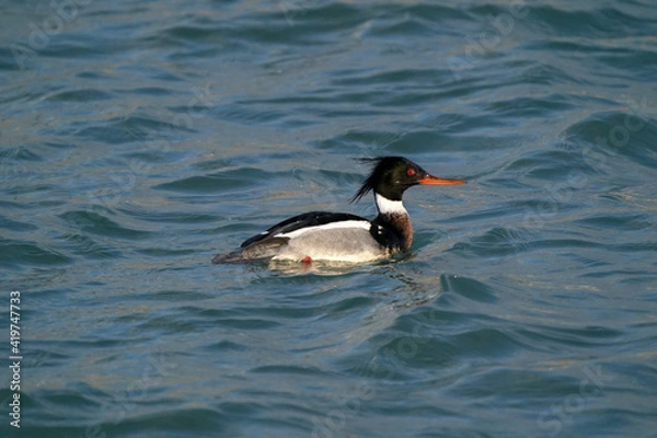 Fototapeta Red Breasted merganser male taking off in flight over choppy lake on breautiful spring day