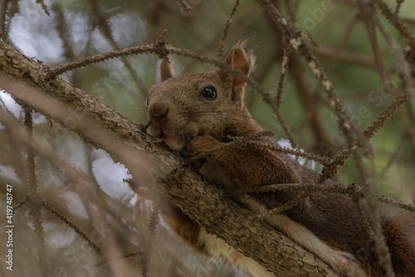 Fototapeta むにむにしたほっぺのリス