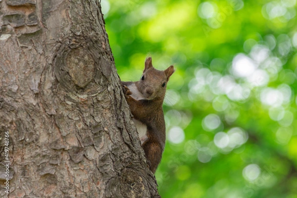 Fototapeta 木陰から除くエゾリス