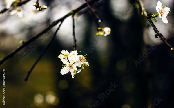 Fototapeta flowers in spring