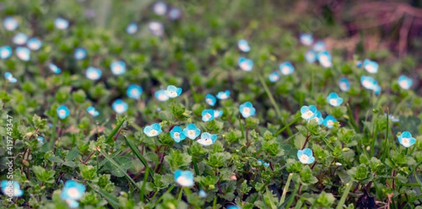 Obraz flowers in the grass