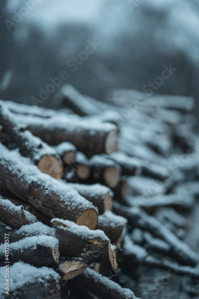 Fototapeta Snow Covered Logs
