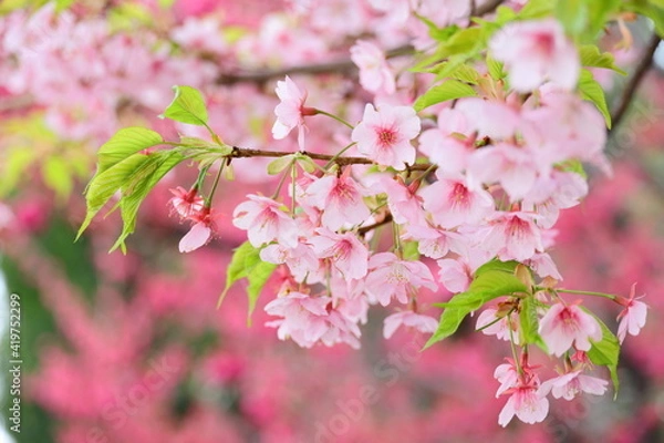 Fototapeta ピンクの桜