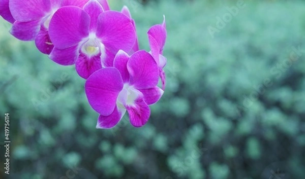 Obraz purple crocus flowers
