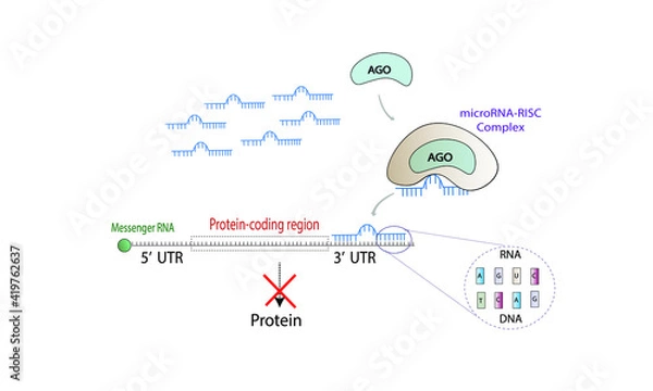 Obraz MicroRNA-Mediated Gene Silencing