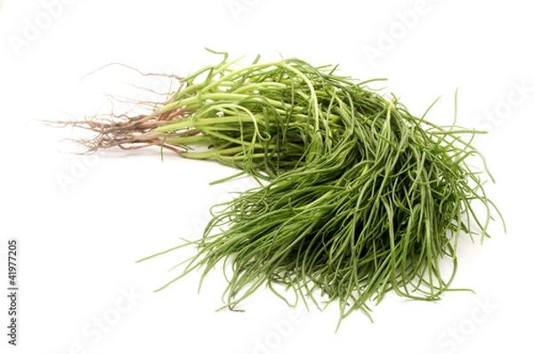 Obraz Opposite Leaved Saltwort