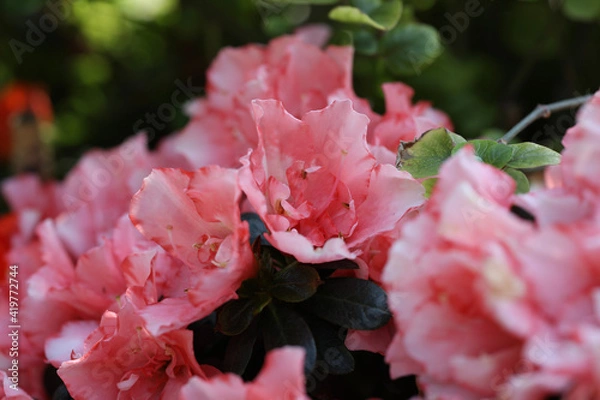 Obraz pink rose bush