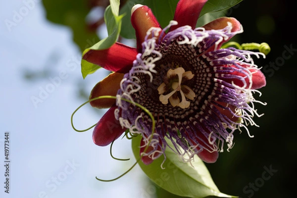 Obraz flower on a green background