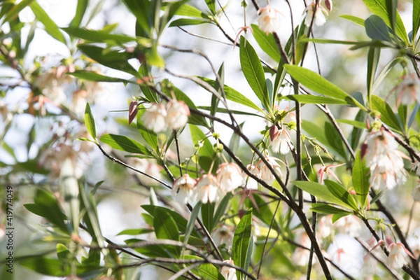 Obraz bird on a branch