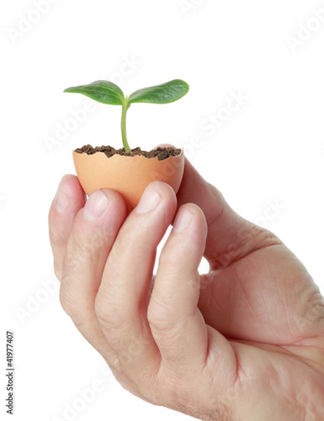 Obraz young green plant in an eggshell